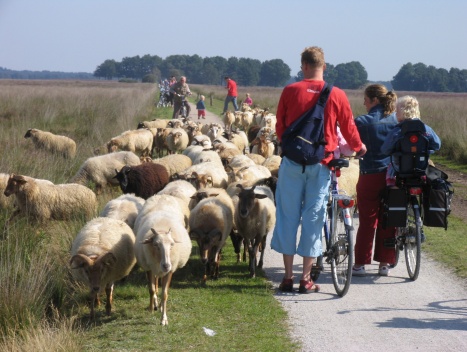 Foto: Ontmoeting met de kudde in het Dwingelderveld