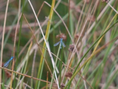 Foto Prachtige blauwe libelles