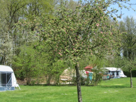 Foto: Als de appelbomen bloeien ...