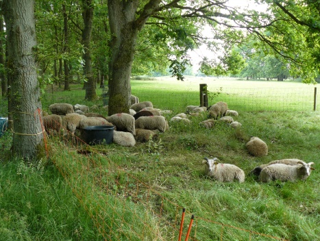 Foto: Grazende schapen in het Dwingelderveld