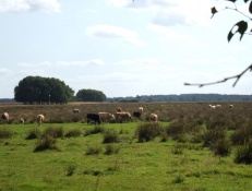 Foto Ook runderen onderhouden de heide in Drenthe